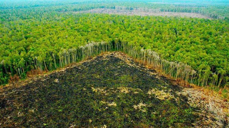 Σόγια - Μοσχάρι: Η παράνομη αποψίλωση του τροπικού δάσους του Αμαζονίου
