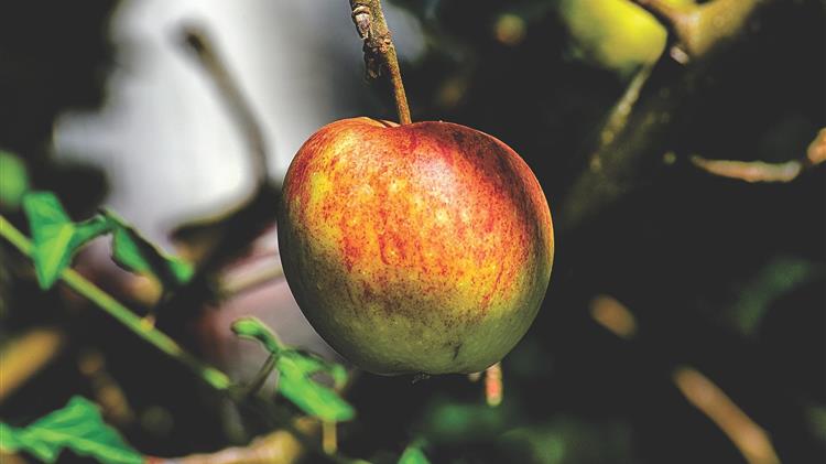 ΥπΑΑΤ: Αποζημιώσεις για τους μηλοκαλλιεργητές της Κορινθίας