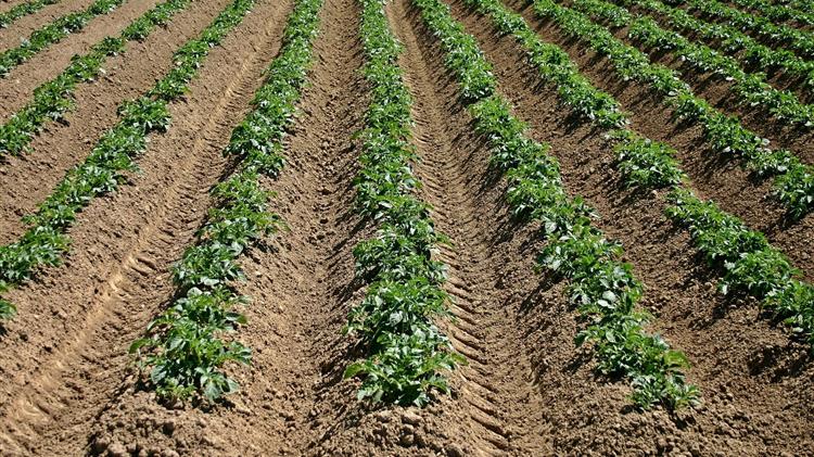 Ασθένειες στην καλλιέργεια της πατάτας