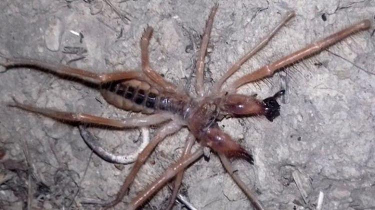 Αναφορές για αράχνη – σκορπιό σε Κορινθία και Αργολίδα