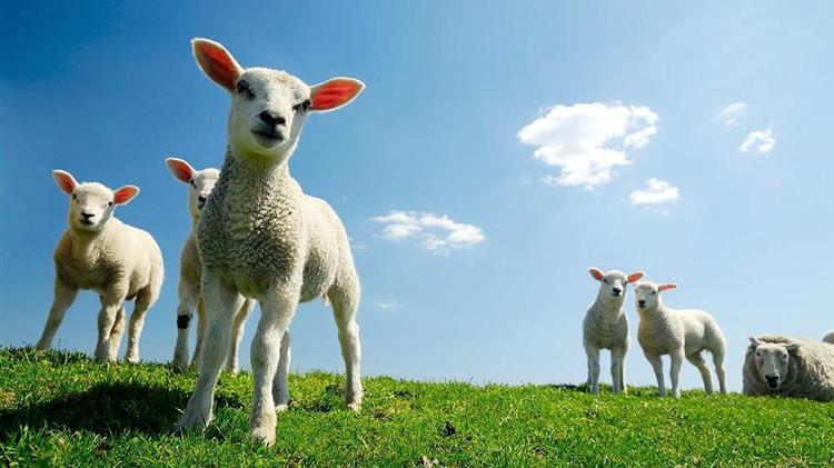 Αρνιά: Έρχονται από τη Ρουμανία και πωλούνται ως ελληνικά καταγγέλλουν κτηνοτρόφοι