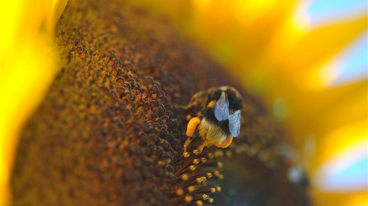 ΕΑΣ Αμυνταίου: Πρωτοποριακή μέθοδος κατά των βλαβερών εντόμων