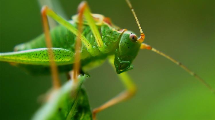 United Kingdom supports FAO's desert locust-fighting efforts with £ 17 million contribution