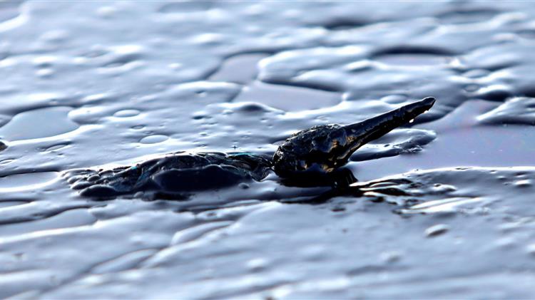 Βόλος: Θαλάσσια ρύπανση με άλμη ελαιών