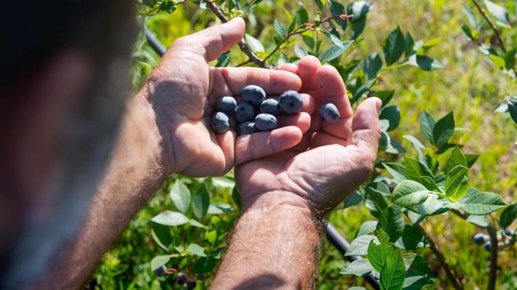 Η Σερβία και η Ρουμανία ηγούνται στην παραγωγή μύρτιλου