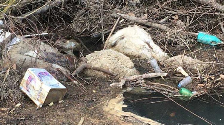 Νεκρά ζώα εντοπίστηκαν στον Ελασσονίτη ποταμό