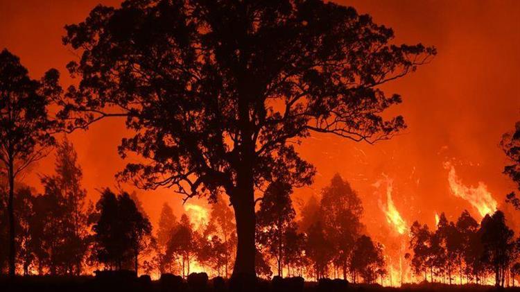 WWF: 3 δισ. ζώα κάηκαν ή εκτοπίστηκαν στις πυρκαγιές της Αυστραλίας