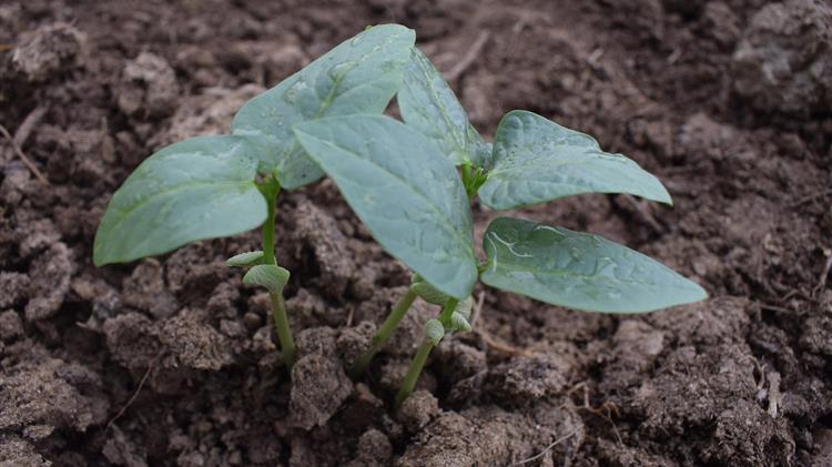 Παράταση των ισχυόντων κανόνων της ΚΑΠ μέχρι το τέλος του 2022