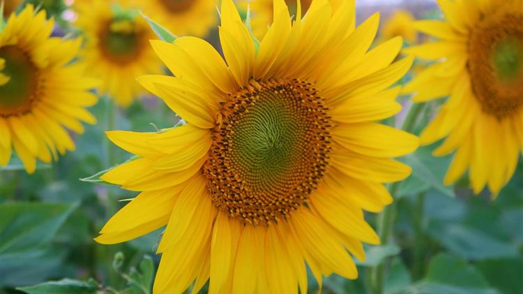 Η ΕΕ θα συγκομίσει την τρίτη μικρότερη σοδειά ηλιόσπορων των τελευταίων 10 ετών