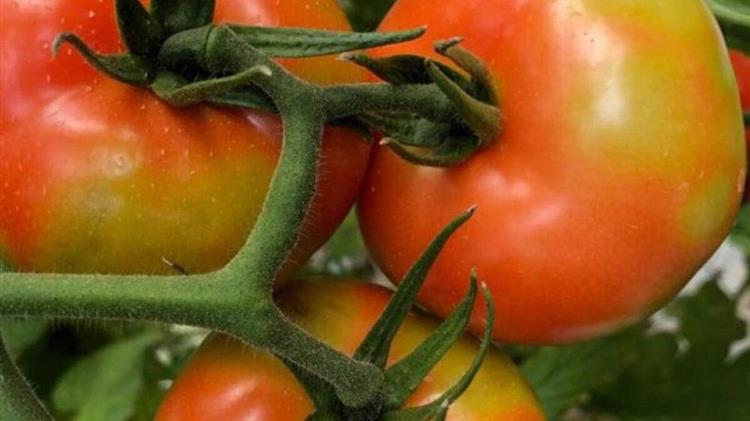 Επικίνδυνος ιός για τομάτες και πιπεριές στην Κορινθία