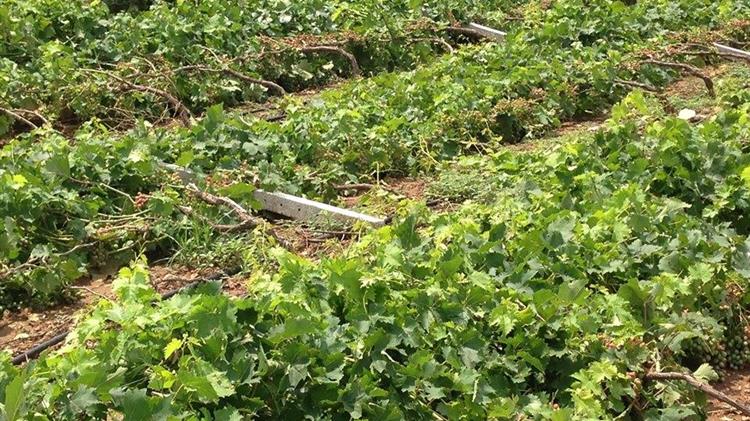 Πύργος: Μεγάλη η ζημιά για ελιές και αμπέλια
