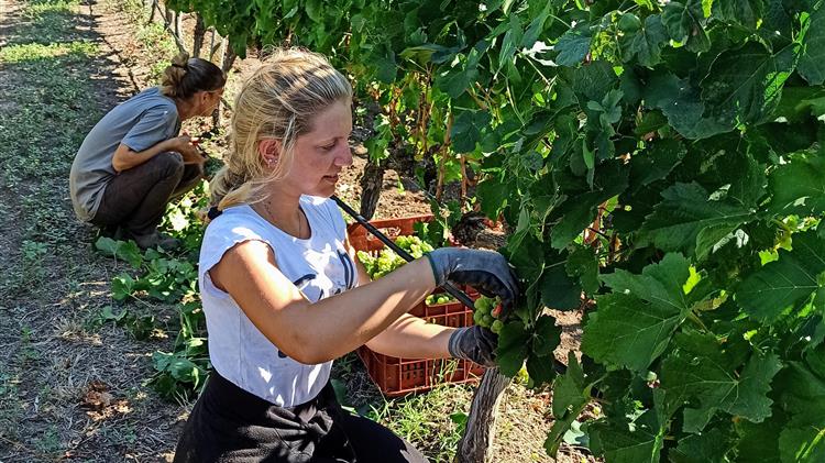Ξεκίνησε η «γιορτή του τρύγου» στην Πιερία