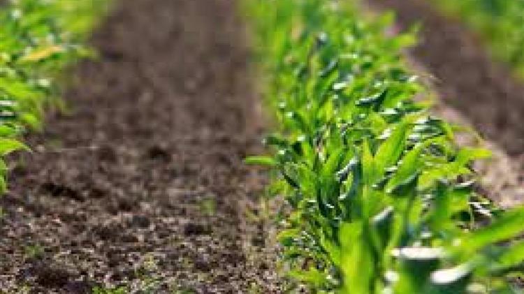 Παράταση προθεσμίας για απαλλαγή φόρου σε συμβάσεις συμβολαιακής γεωργίας