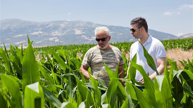Θ. Παιδής: Μεγάλες καταστροφές από τις επιδρομές αγριογούρουνων σε καλλιέργειες