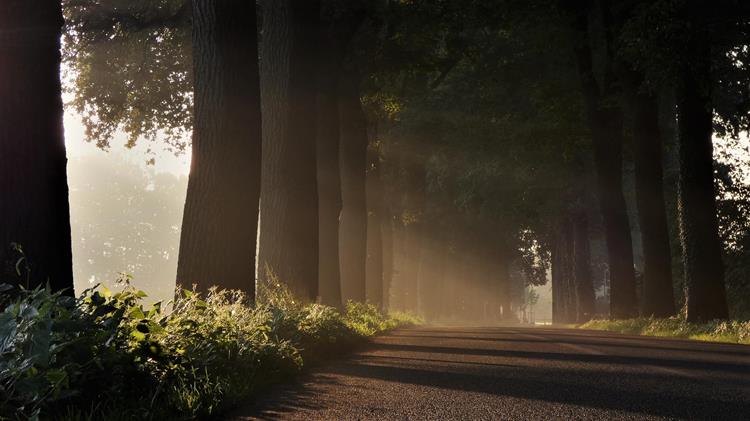 Statement on the proposal for a regulation on deforestation-free products