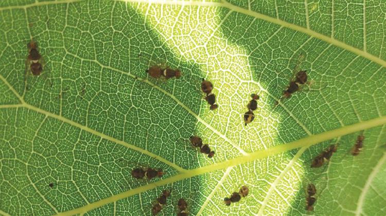 Κρήτη: Θερίζει τις ελιές ο δάκος - Στον καύσωνα ποντάρουν πλέον οι αγρότες