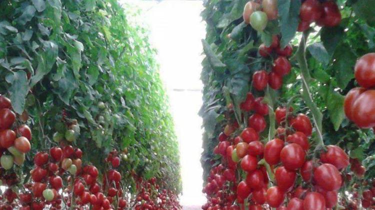 Ανάγκη άμεσης στήριξης των παραγωγών των θερμοκηπιακών καλλιεργειών κηπευτικών της Ιεράπετρας