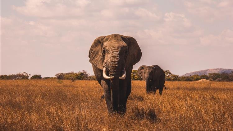 Κένυα: Γιατί υπερδιπλασιάστηκαν οι ελέφαντες μέσα σε 30 χρόνια
