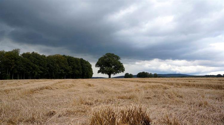 Ένα δέντρο, μια ιστορία  Από γενιά σε γενιά