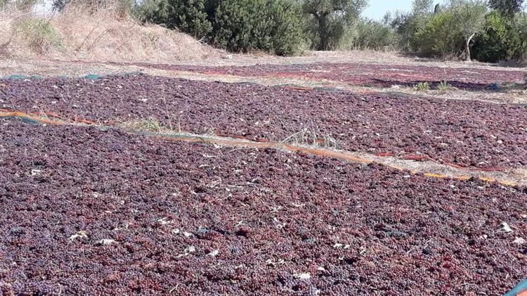 Ικανοποίηση Π. Μαντά για την απόφαση απορρόφησης πλεονασμάτων κορινθιακής σταφίδας