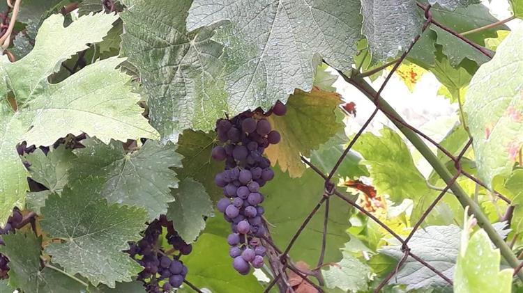 Η απόφαση  του περιφερειακού συμβούλιου Πελοποννήσου για τη στήριξη των σταφιδοπαραγωγών