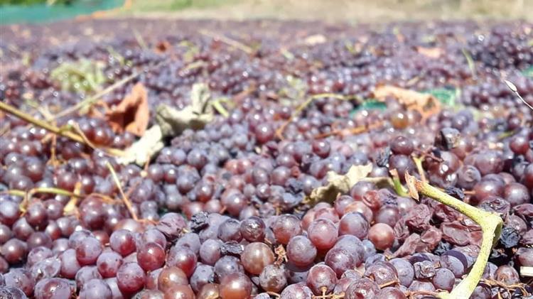 Δημοσιεύθηκε το ΦΕΚ για de minimis σε μεταποιητικές και εμπορικές επιχειρήσεις κορινθιακής σταφίδας και σουλτανίνας