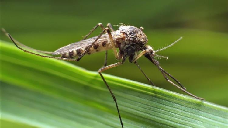 Η εποχή των κουνουπιών έφτασε: Πώς να προφυλαχθείτε – Οδηγίες από τον ΕΟΔΥ
