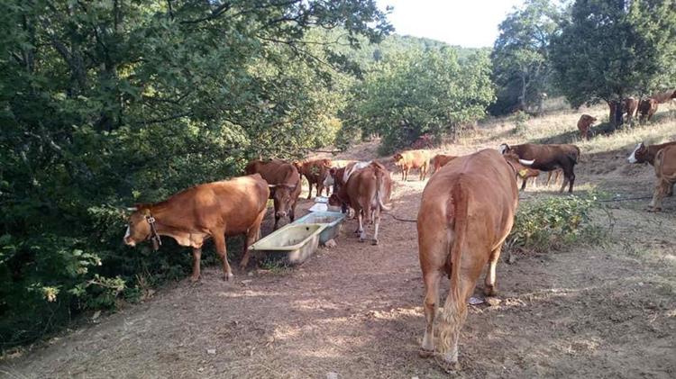 Πελοπόννησος: Πιστώσεις για προμήθεια ζωοτροφών στους πυρόπληκτους κτηνοτρόφους