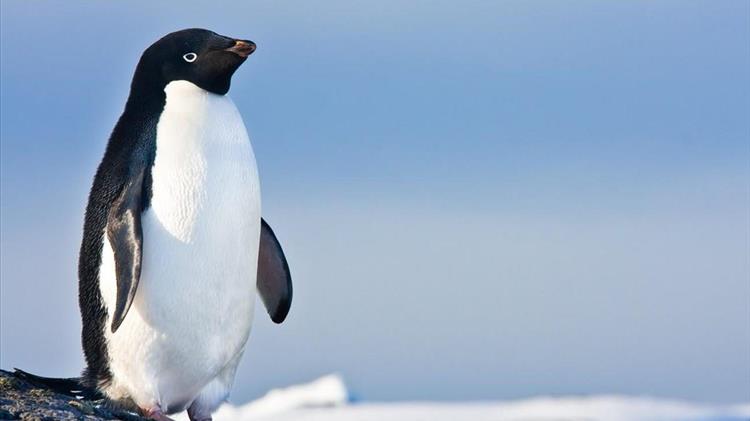 Ανακαλύφθηκαν νέες αποικίες αυτοκρατορικών πιγκουίνων στην Ανταρκτική