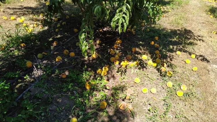 Γαλαταδες Πέλλας: Απόγνωση στους αγρότες