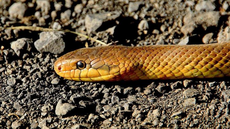 Υπάρχει ανάγκη για τη δημιουργία ενός ολοκληρωμένου ερπετολογικού κέντρου