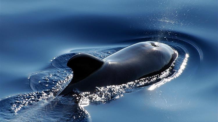 Απίστευτες εικόνες από Μάνη: Φάλαινα 20 μέτρων κολυμπούσε δίπλα από φουσκωτό