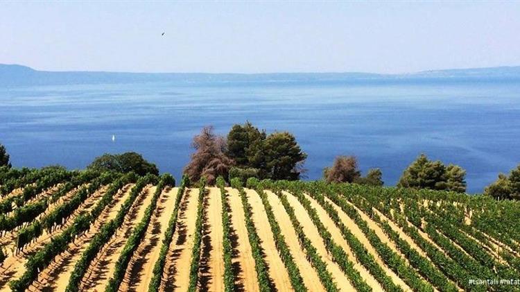Πύργος: Η ενίσχυση για αναδιάρθρωση αμπελώνων