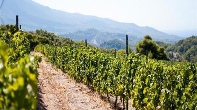 Μέχρι 31/10 οι αιτήσεις για απόκτηση αδειών φύτευσης αμπελώνων