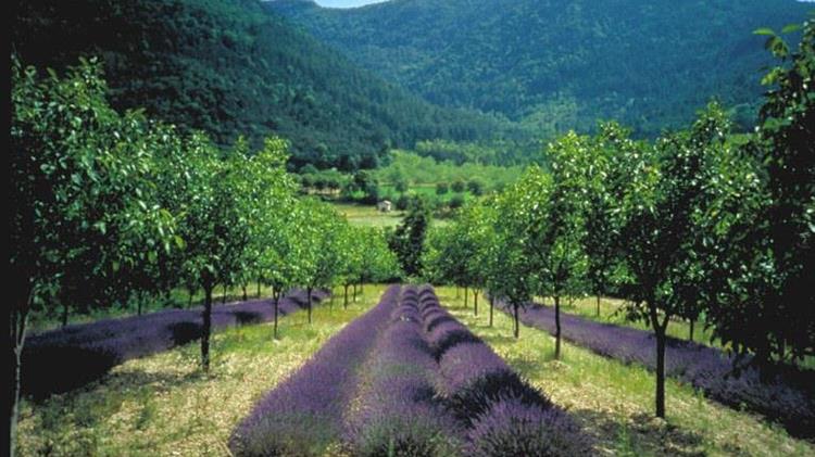 Αγροδασοκομία: Οι αγρότες χρειάζονται οικονομική διαβεβαίωση