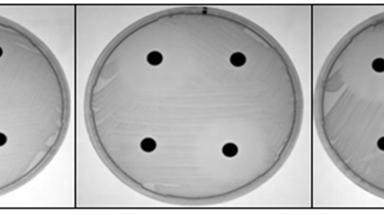 Υποψήφια προβιοτικά βακτήρια από το Μελίχλωρο Λήμνου