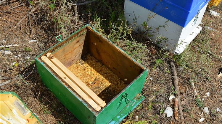 Ροδόπη: Οδηγίες για την τοποθέτηση κυψελών μελισσών
