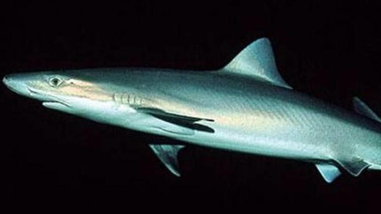 Γαλέο 6 μέτρων ψάρεψαν στη Σκόπελο