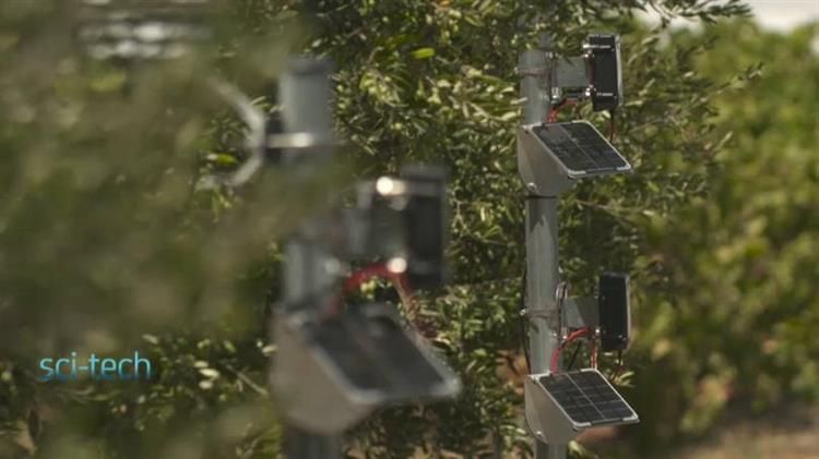 Έξυπνη καλλιέργεια: επανάσταση για την παραδοσιακή παραγωγή ελιάς στη Κρήτη
