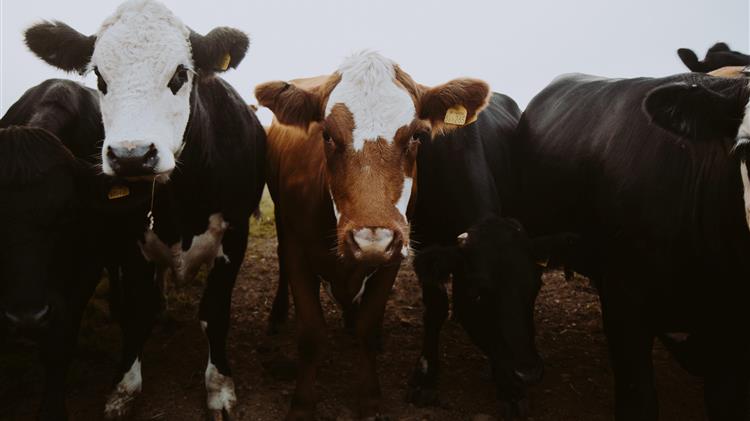 Σε απόγνωση οι αγρότες στην Ολλανδία με το σχέδιο για τη μείωση στις εκπομπές αζώτου και αμμωνίας