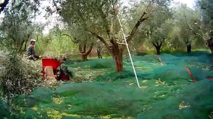 Διατέθηκαν 5.000 rapid test από την Περιφέρεια για έλεγχο κορονοϊού σε εργάτες γης