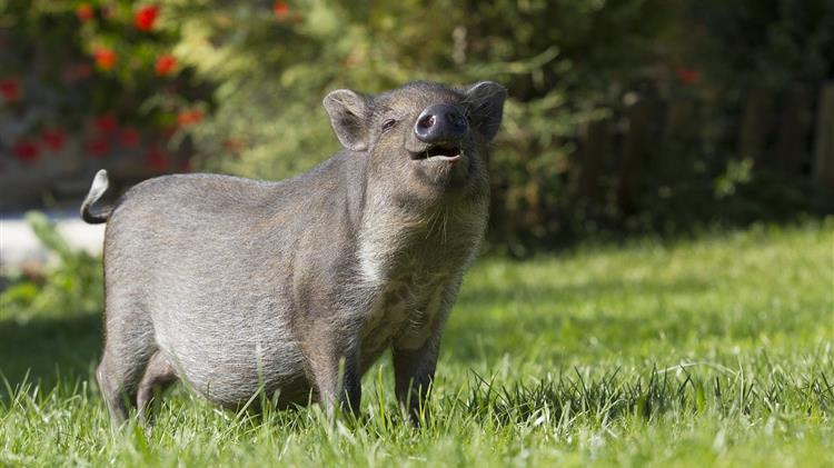 Τα κράτη μέλη διατηρούν το δικαίωμα να επιβάλουν υποχρεωτική αναισθητοποίηση πριν από τη σφαγή