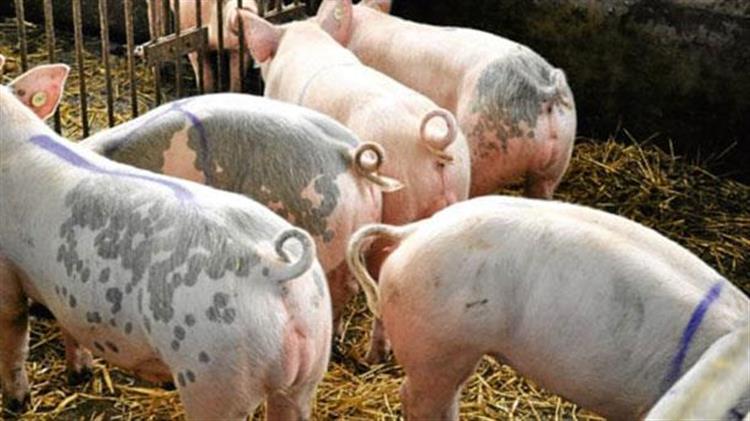 Η Αφρικανική Πανώλη "θέρισε" αγρόκτημα με 20.000 χοίρους στη Λετονία