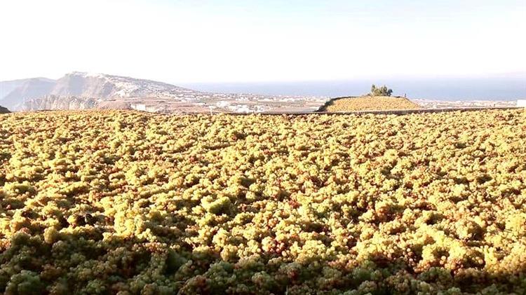 Χαλκιδική: Ολοκληρωμένο σχέδιο για τον οινοτουρισμό παρουσιάζει ο δήμος Αριστοτέλη