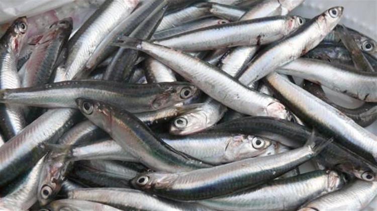 Δεκάδες σαρδέλες ξεβράστηκαν στη παλιά παραλία της Θεσσαλονίκης