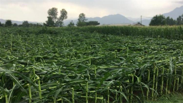 Δήμος Πλατανιάς: Αναγγελία για ζημιές από ανεμοθύελλα