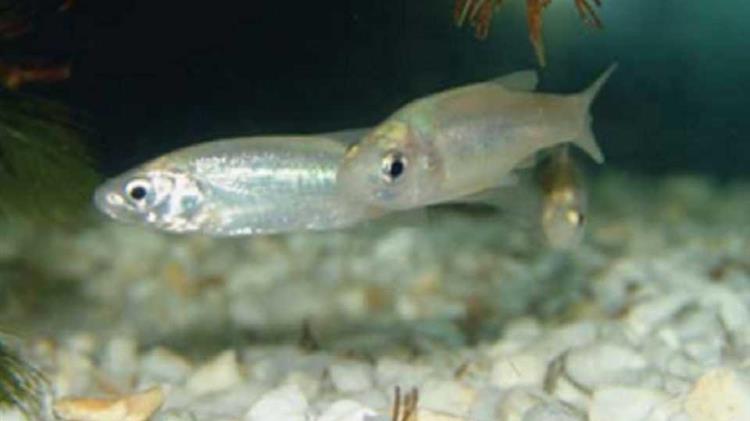 Η Ηπειρώτικη Τσίμα απειλείται με αφανισμό