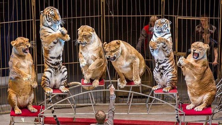 Η Γαλλία βάζει τέλος στην αιχμαλωσία άγριων ζώων στο τσίρκο