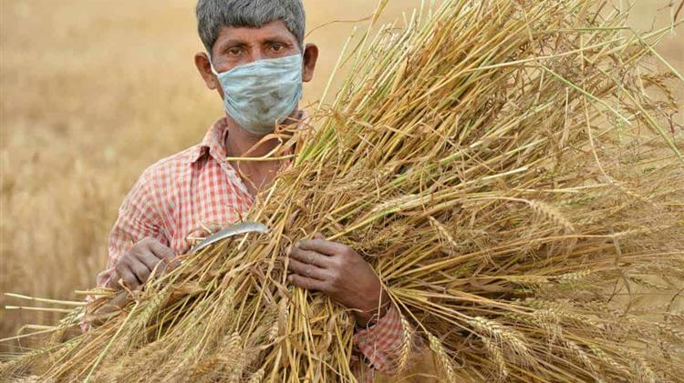 Γιατί αγρότες και πολιτικοί της Ινδίας αντιτίθενται στις νέες γεωργικές μεταρρυθμίσεις;