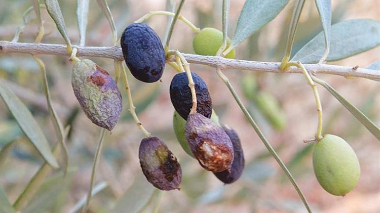 Χίος: Συνεργεία δακοκτονίας στη Δημοτική Κοινότητα